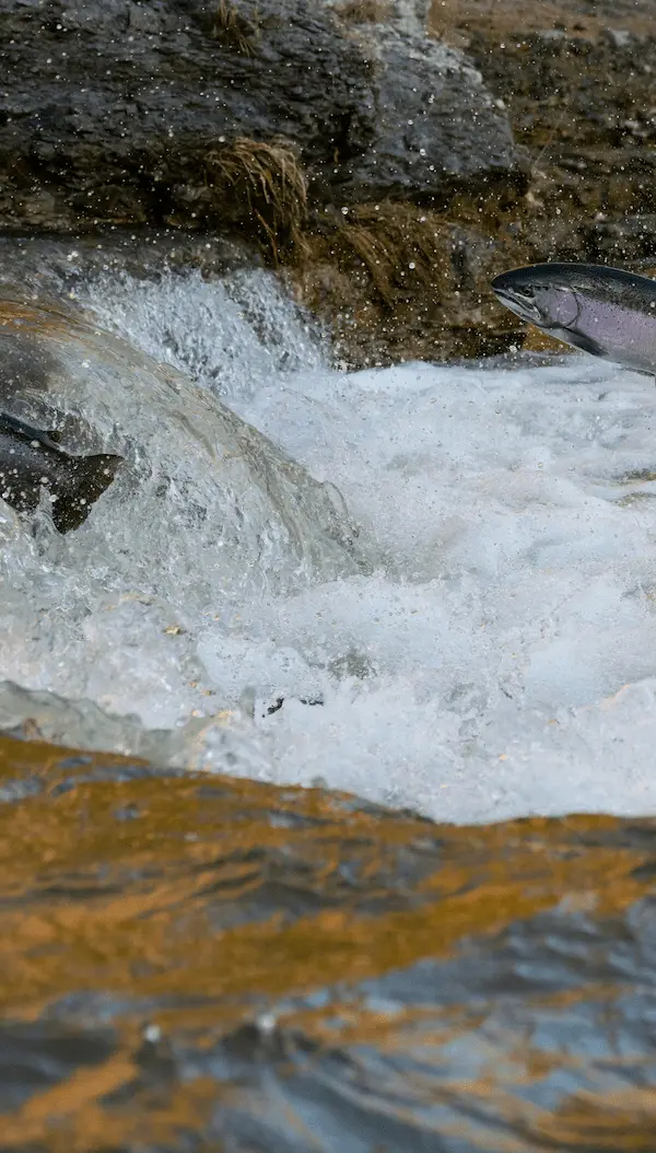 cropped image of two salmon jumping out of fast-flowing river to reach the next pool