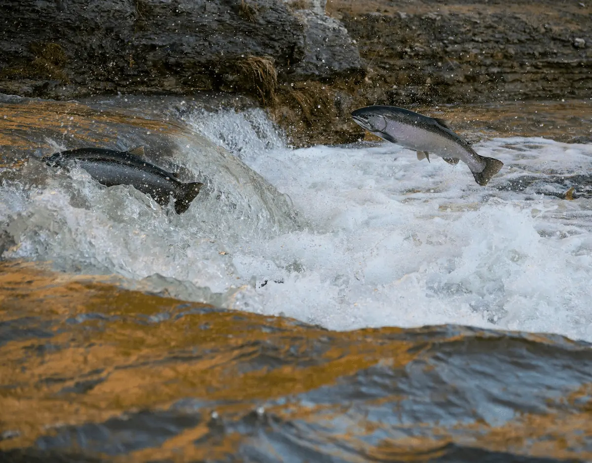 two salmon jumping out of fast-flowing river to reach the next pool